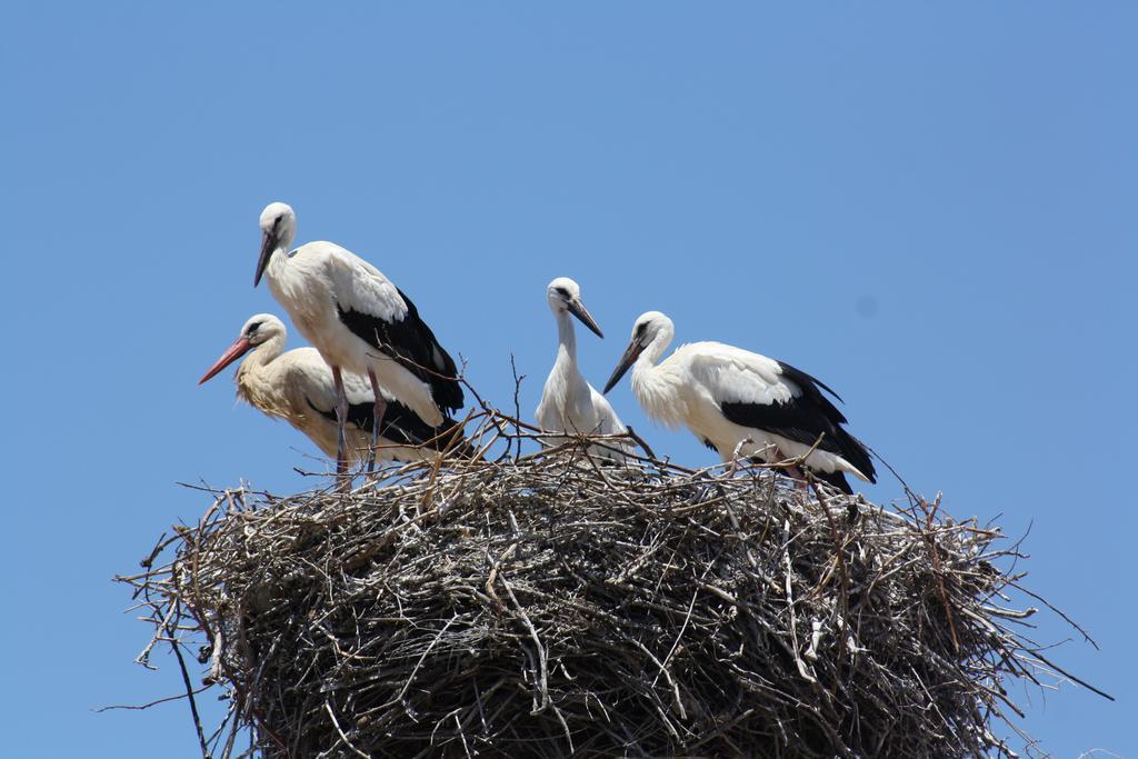 City Stork Hostel Portimao Luaran gambar
